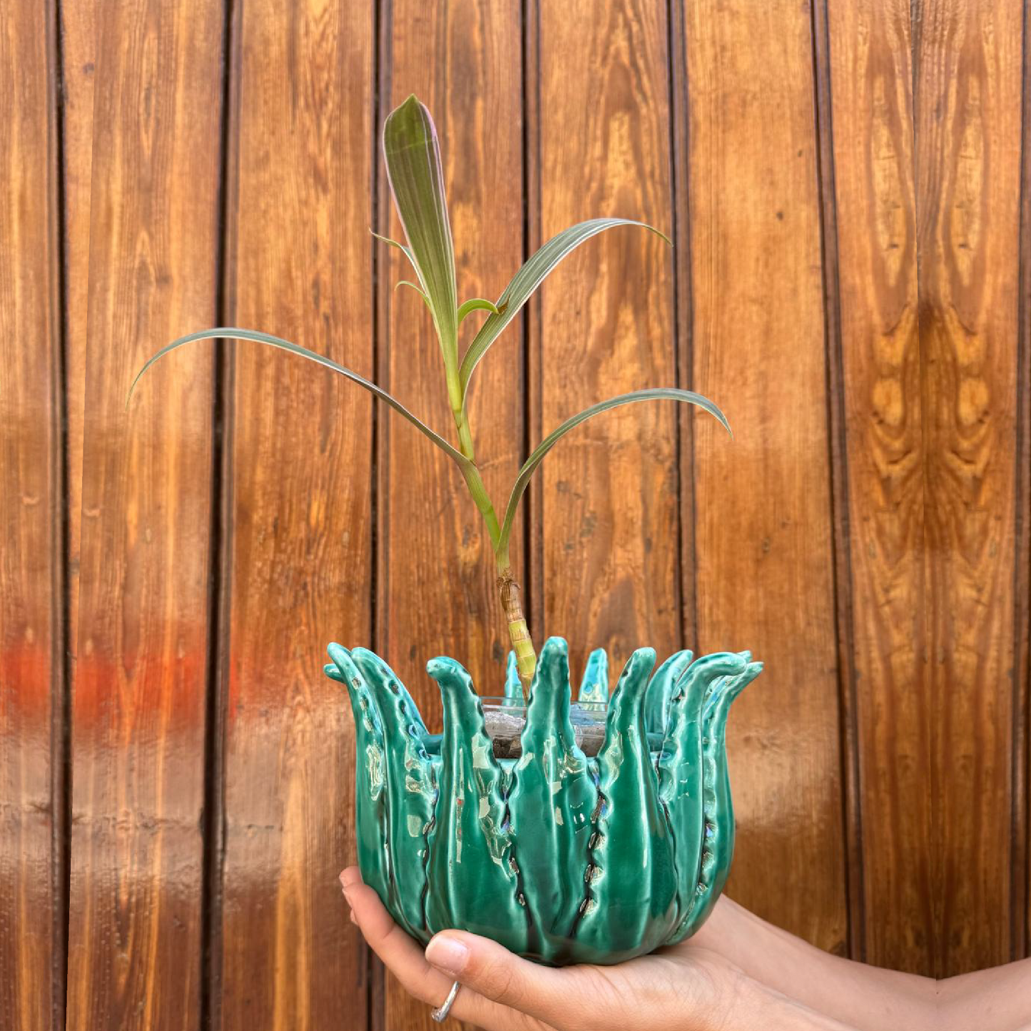 Vaso Agave